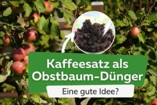 pflaume düngen ProviPlant Obstbaum-Dünger: Für Apfel, Birne, Kirsche, Pflaume, Quitte