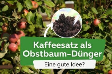 Obstbäume mit Kaffeesatz düngen