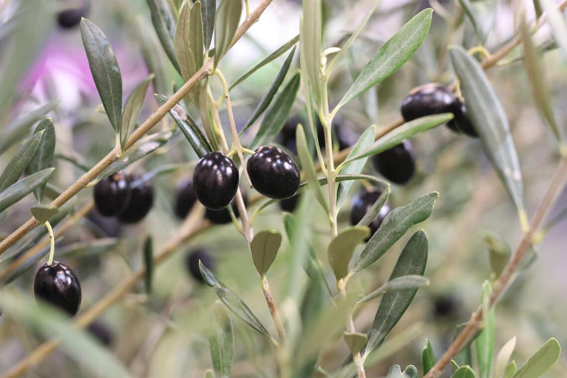 Olivenbaum (Olea europaea)