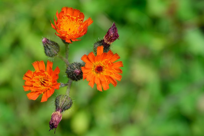 Orangerotes Habichtskraut (Hieracium aurantiacum)