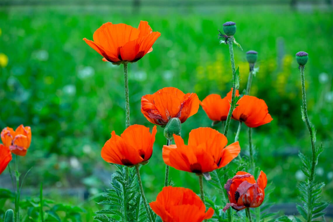 Orientalischer Mohn "Türkenlouis" (Papaver orientale)