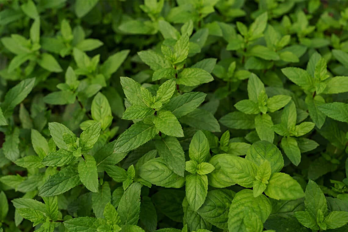 Pfefferminze (Mentha × piperita)