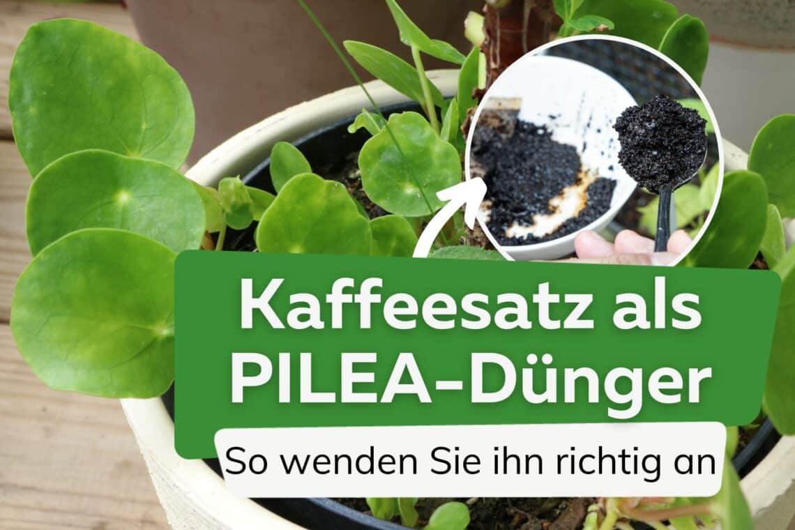 Pilea mit Kaffeesatz düngen