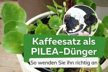 Pilea mit Kaffeesatz düngen