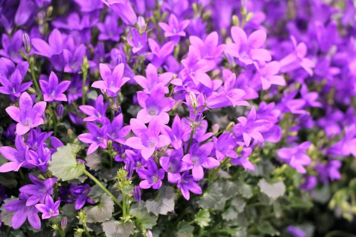 Polster-Glockenblume (Campanula portenschlagiana)