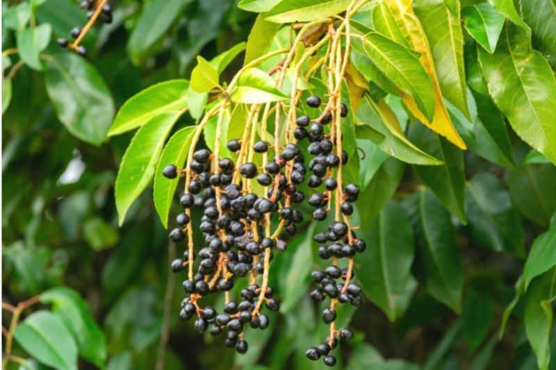 Portugiesischer Kirschlorbeer (Prunus lusitanica)