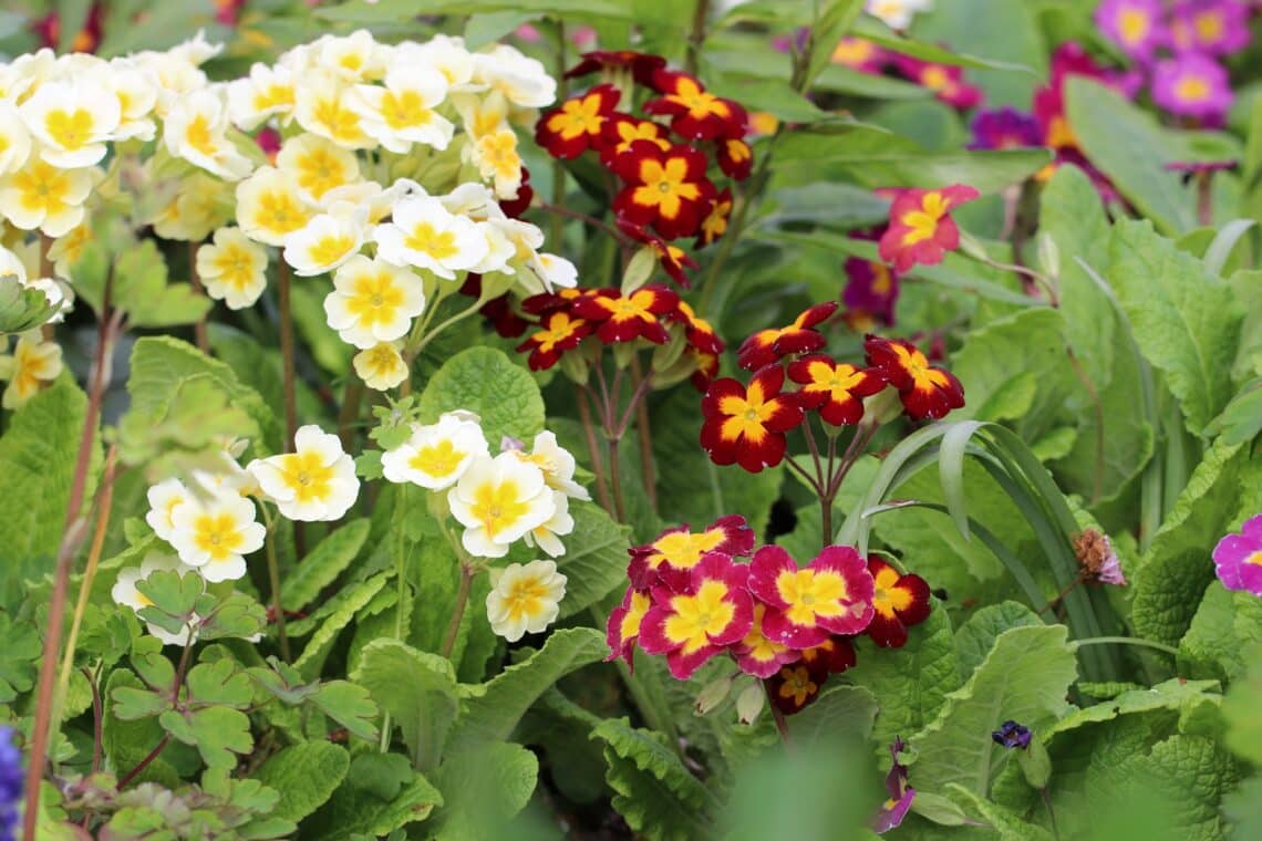 Primeln (Primula)