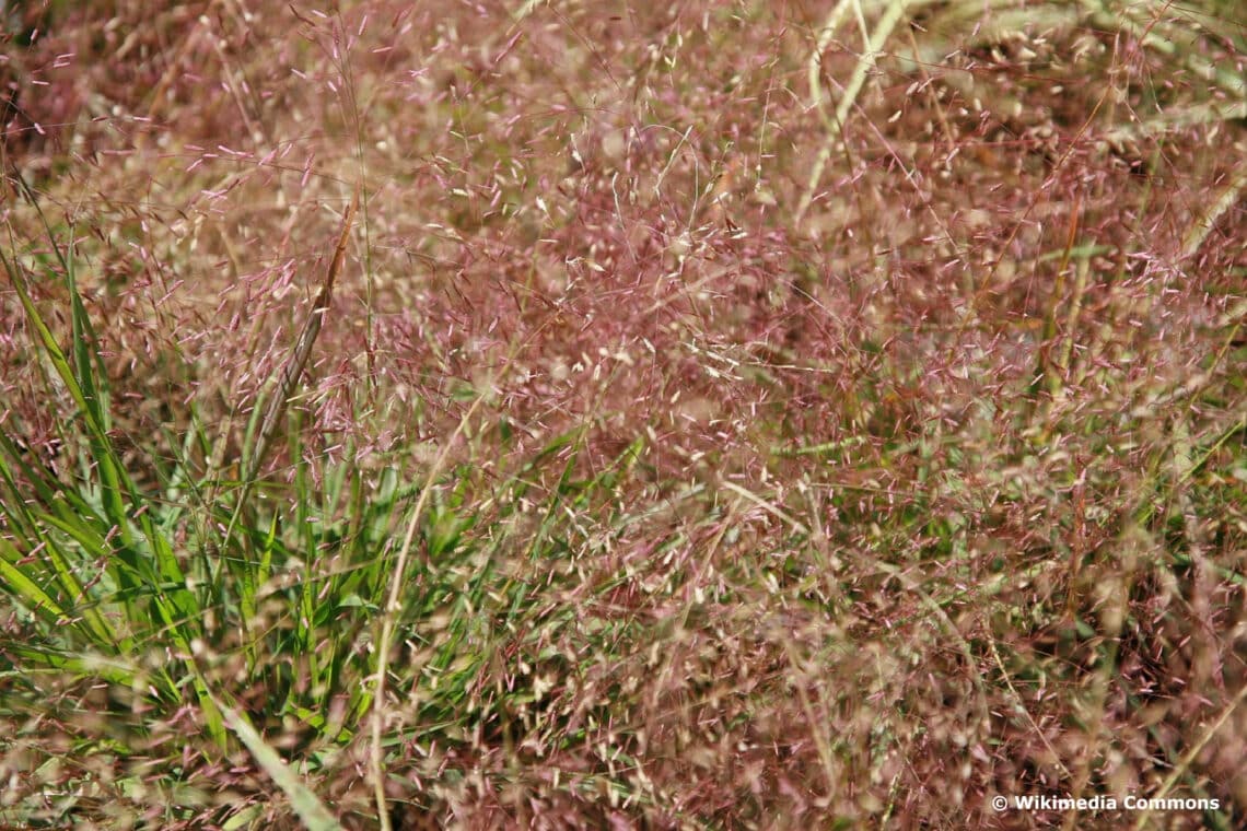 Purpur-Liebesgras (Eragrostis spectabilis)