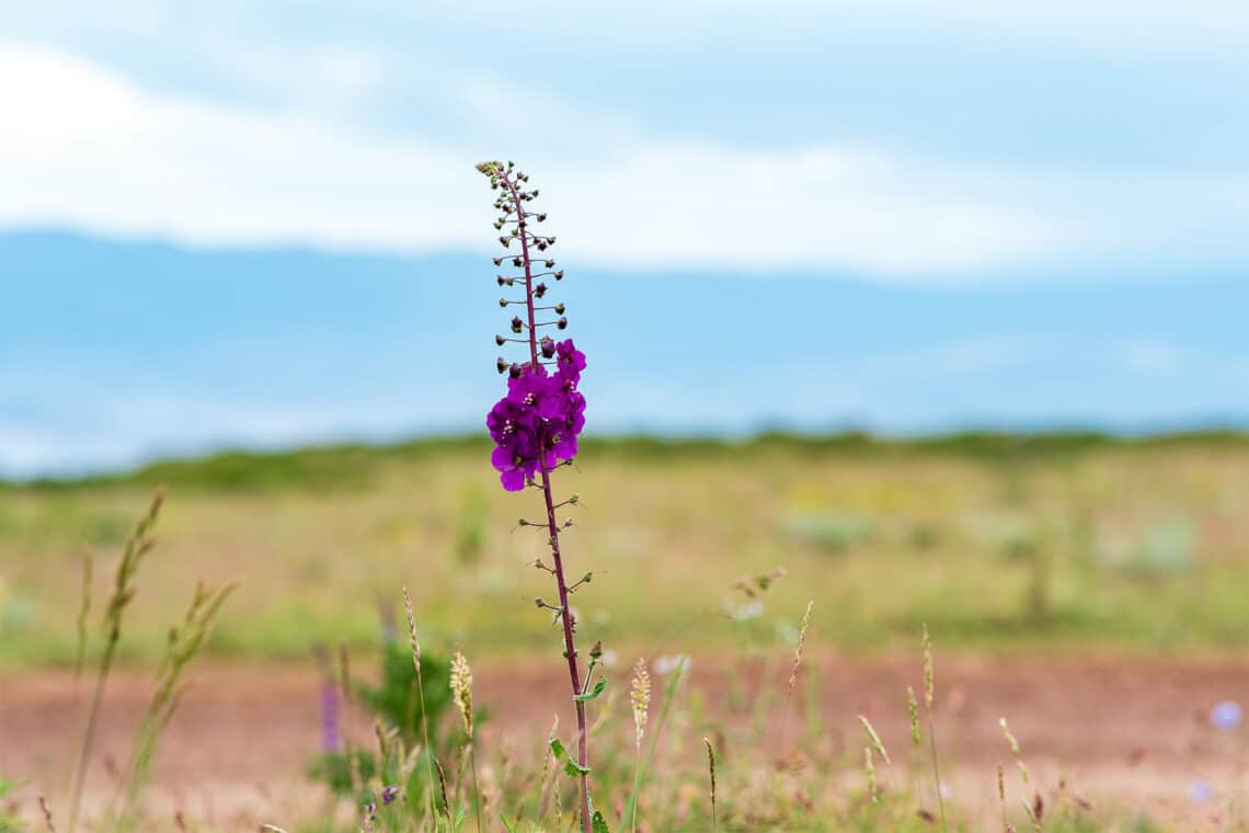 Purpurblütige Königskerze (Verbascum phoeniceum)