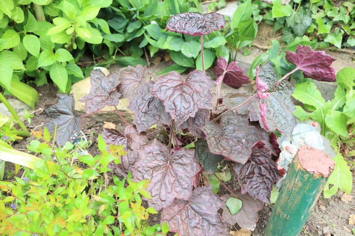 Purpurglöckchen (Heuchera)