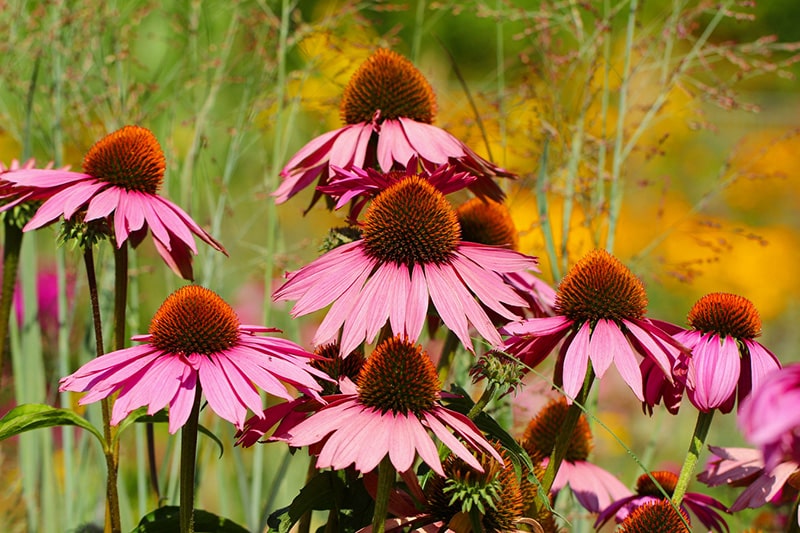 Purpurroter Scheinsonnenhut (Echinacea purpurea)