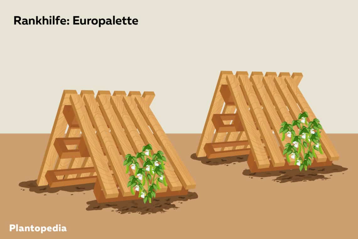 aufgestellte Europaletten als Rankhilfe