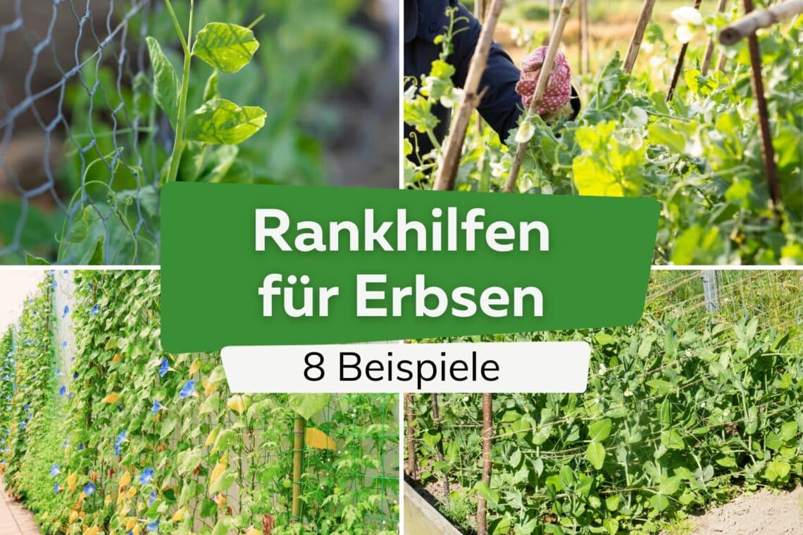 Rankhilfe für Erbsen: 8 Ideen