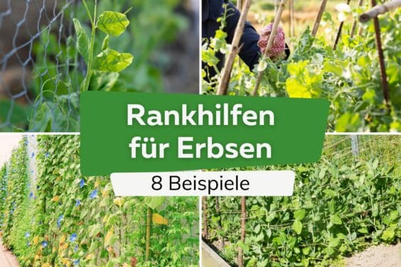 Rankhilfe für Erbsen: 8 Ideen