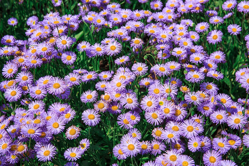 Raublatt-Aster (Symphyotrichum novae-angliae)