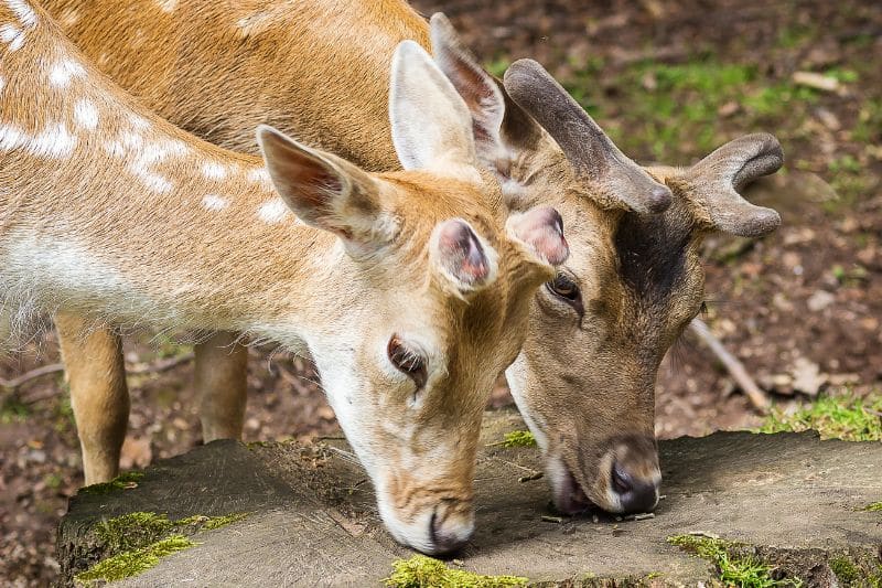 Rehe beim Fressen