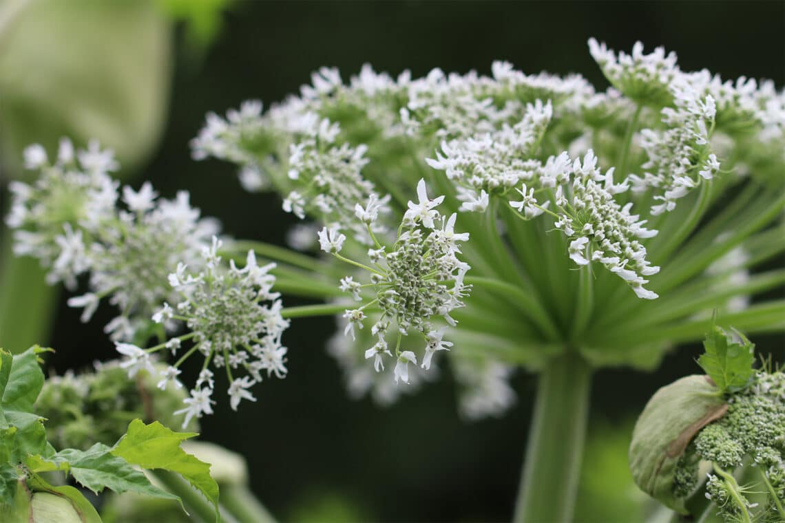 Riesenbärenklau (Heracleum mantegazzianum)