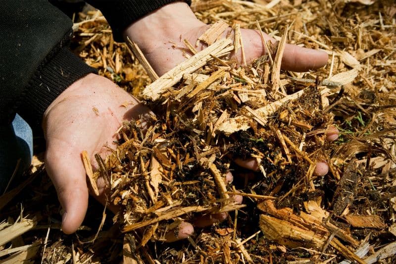 Hände die Rindenmulch halten