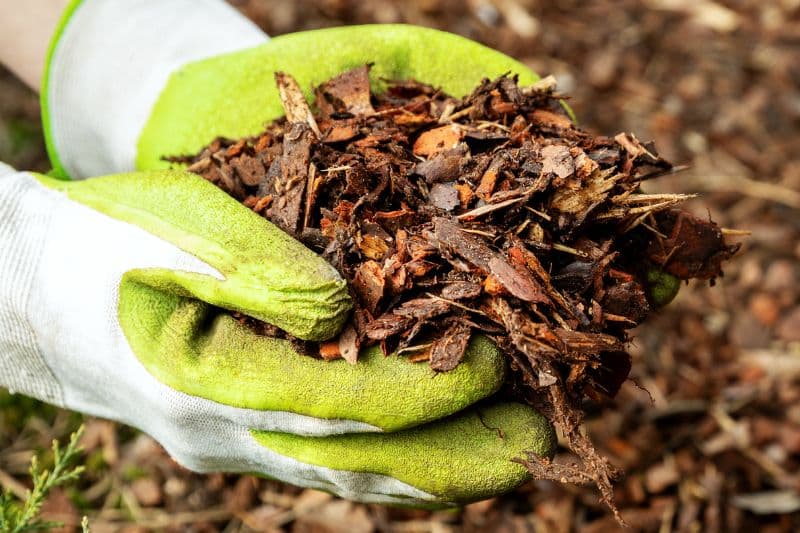 Hände voller Rindenmulch