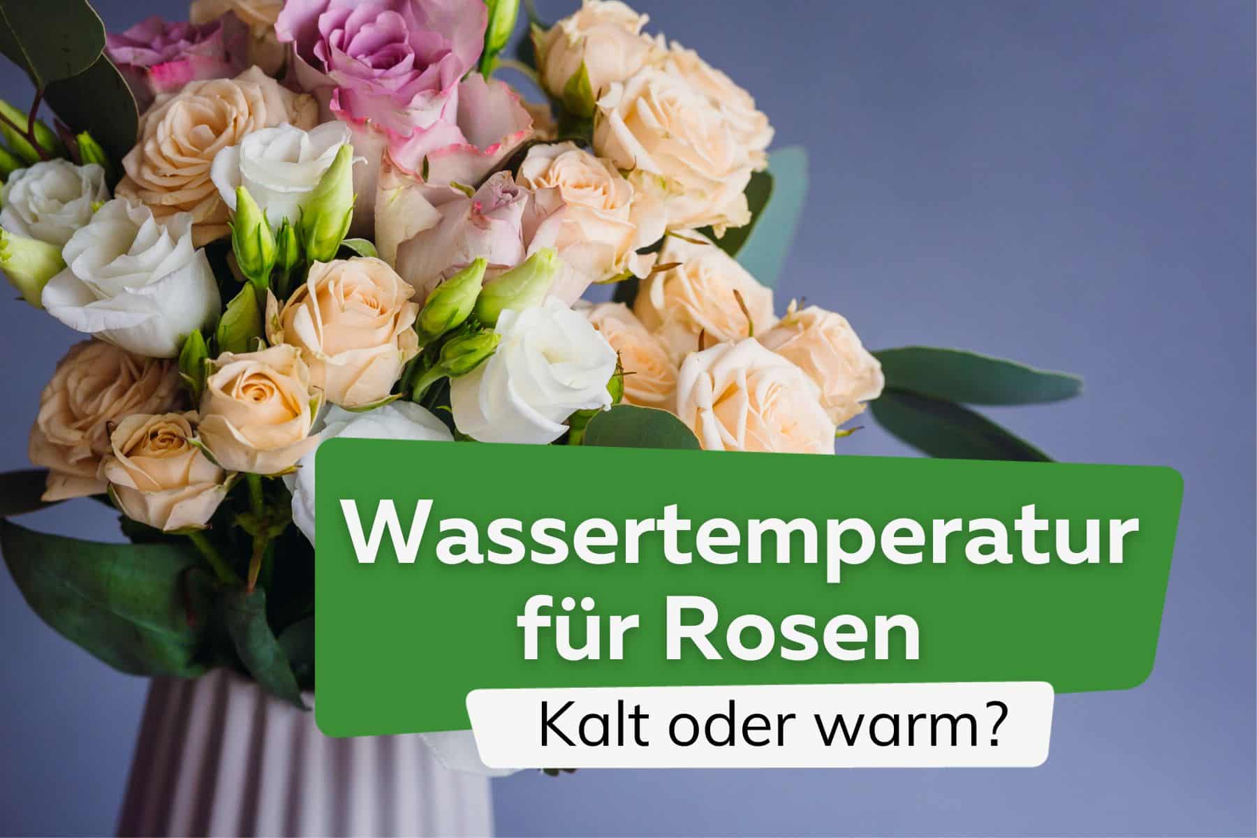 Rosen in kaltes oder warmes Wasser legen?