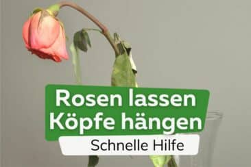 Rosen lassen Köpfe hängen