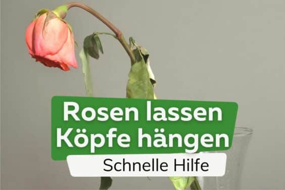 Rosen lassen Köpfe hängen