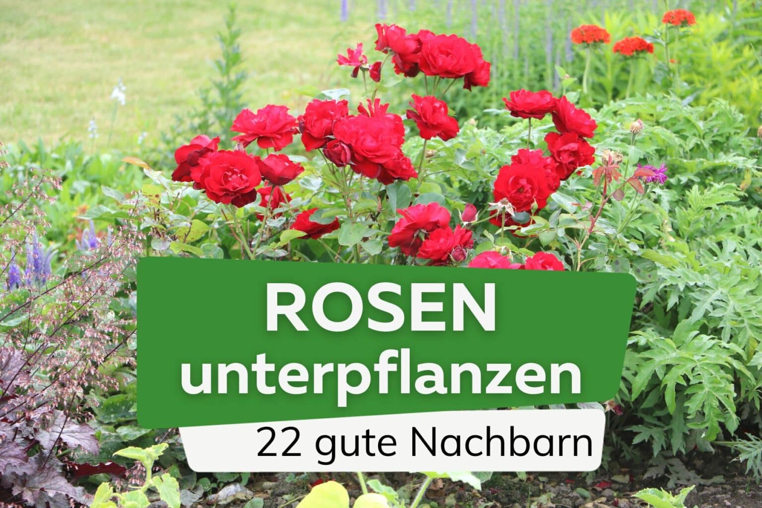 Von Rosen Unterpflanzung von Rosen: 22 gute Nachbarn