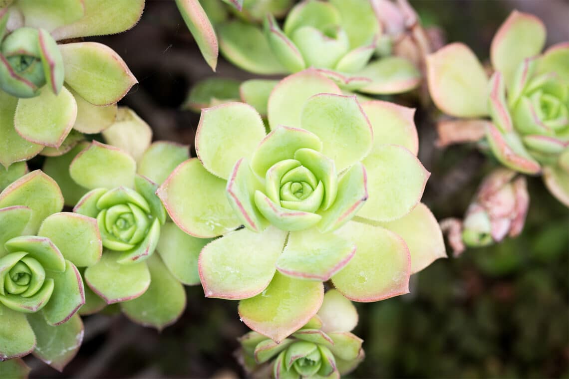 Rosettendickblatt (Aeonium arboreum)