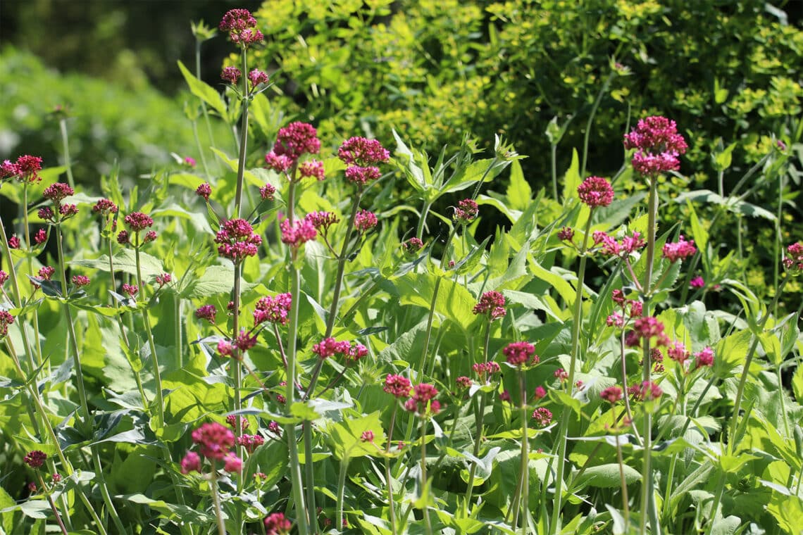 Rote Spornblume (Centranthus ruber)