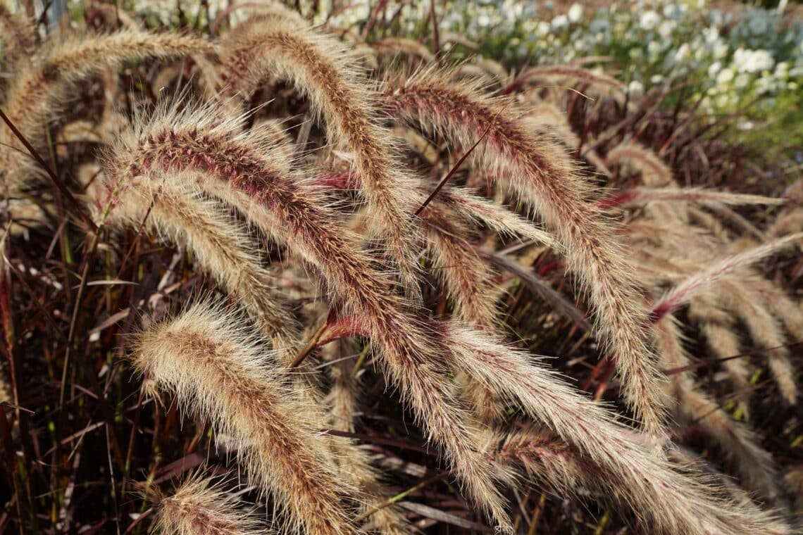 Rotes Federborstengras (Pennisetum setaceum rubrum)