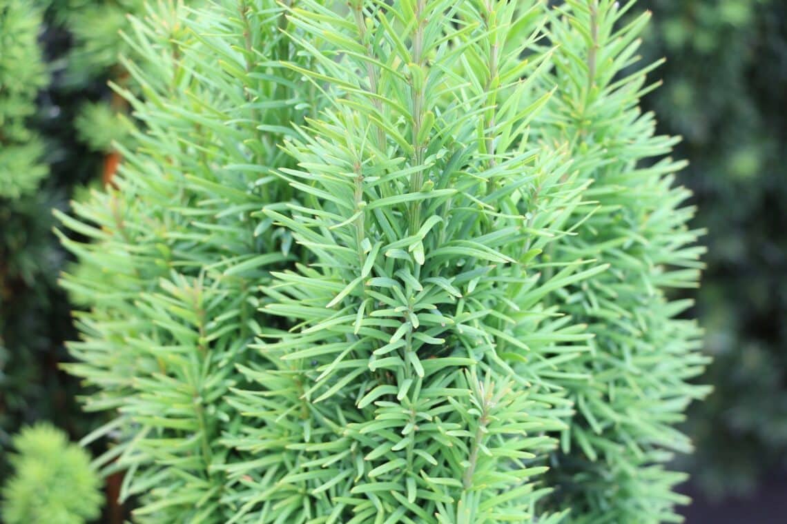 Säuleneibe (Taxus baccata 'Fastigiata robusta')