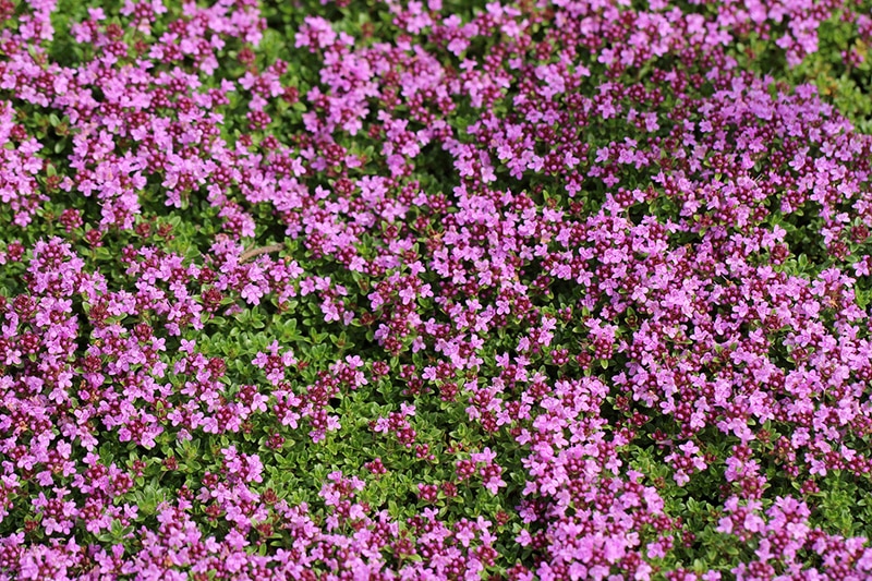 Sand-Thymian (Thymus serpyllum)