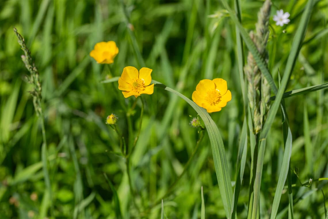 Scharfer Hahnenfuß (Ranunculus acris)