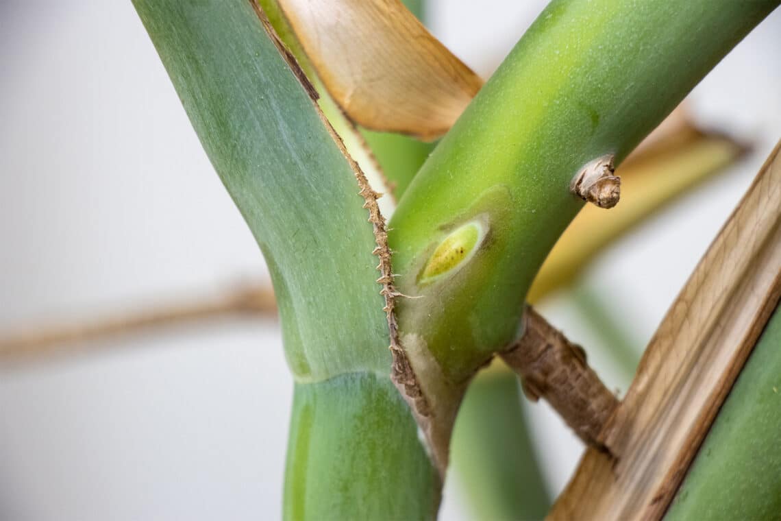 Schlafendes Auge an einem Fensterblatt (Monstera deliciosa)