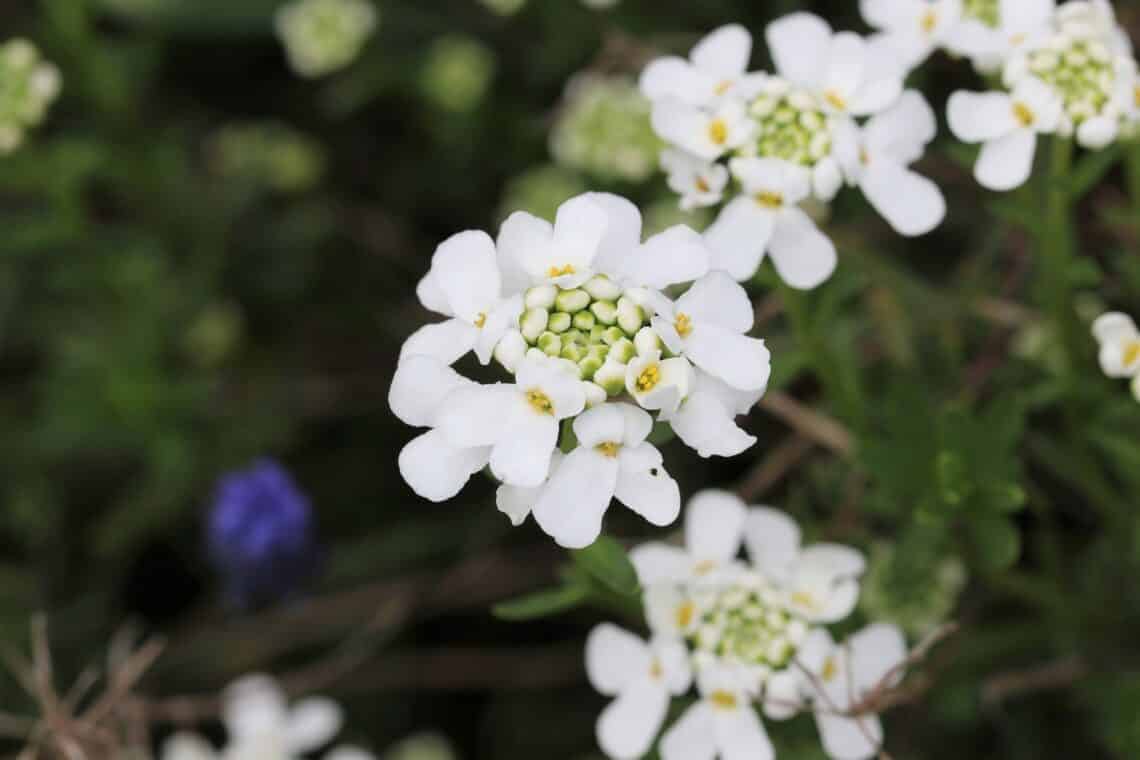 Schleifenblume (Iberis sempervirens)