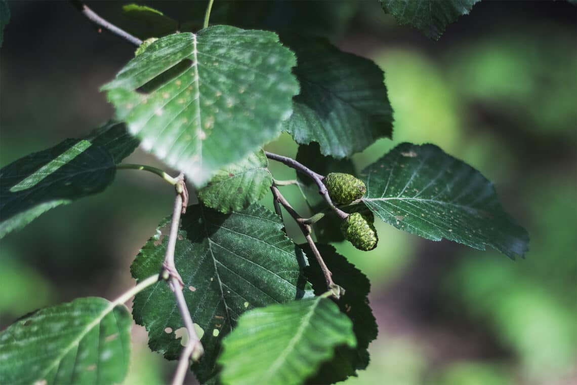 Schwarz-Erle (Alnus glutinosa)