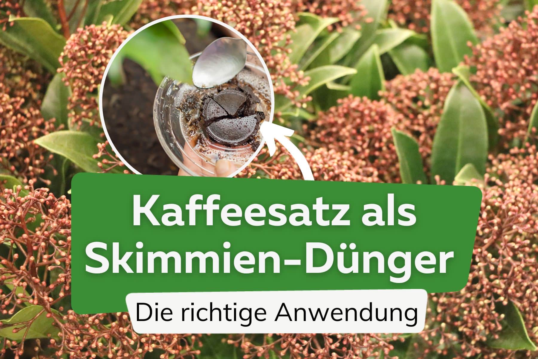 Skimmie mit Kaffeesatz düngen