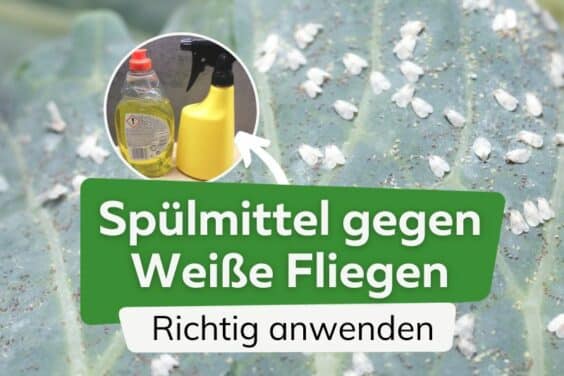 Weiße Fliegen mit Spülmittel bekämpfen