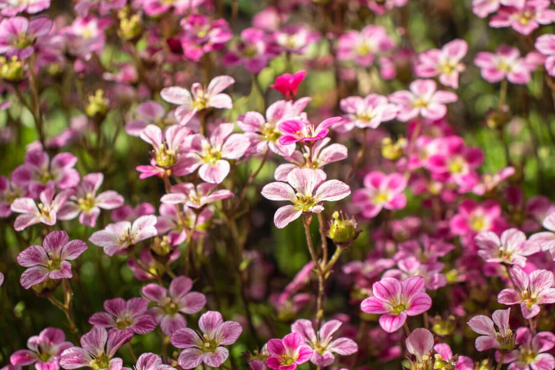 Steinbrech-Felsennelke (Petrorhagia saxifraga)