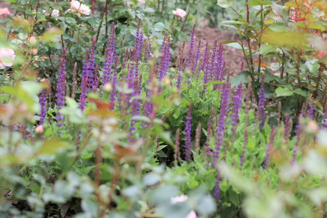 Steppen-Salbei (Salvia nemorosa) als Unterpflanzung von Rosen