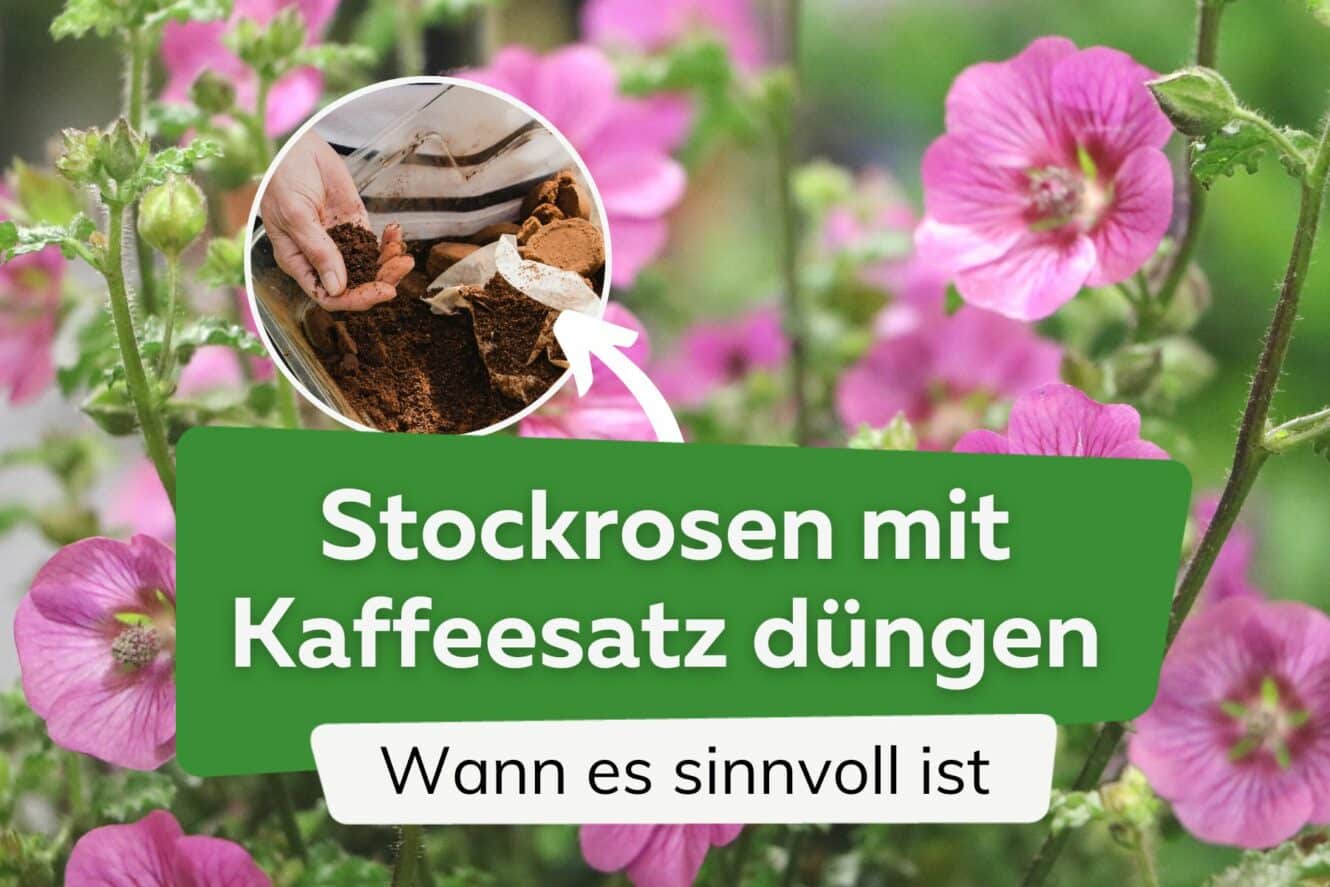 Kann man Stockrosen mit Kaffeesatz düngen?