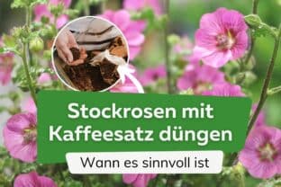 Kann man Stockrosen mit Kaffeesatz dngen?