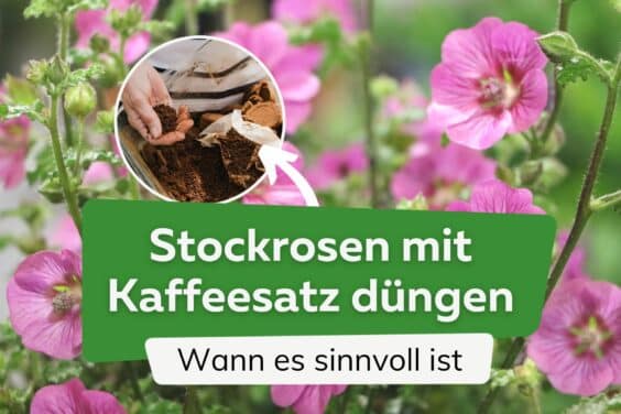 Stockrosen mit Kaffeesatz düngen