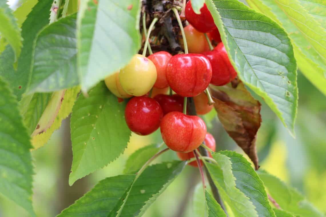 Süßkirsche (Prunus avium)