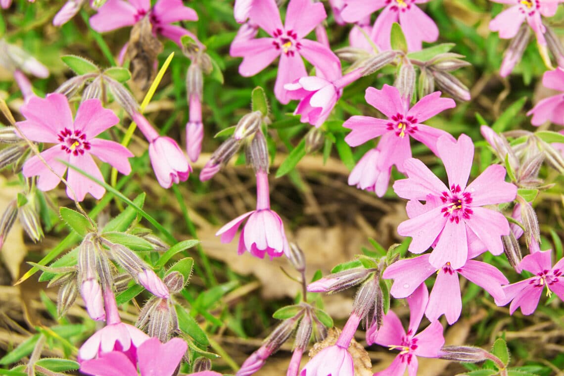 Teppich-Flammenblume (Phlox subulata)