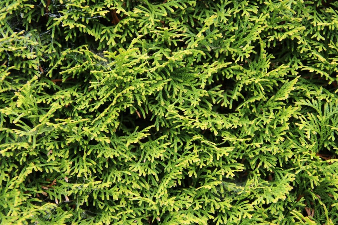 Thuja 'Smaragd'