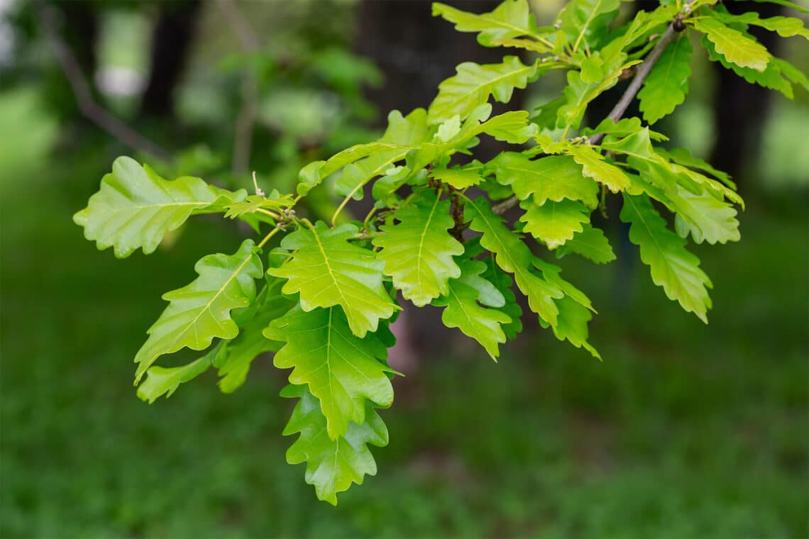 Trauben-Eiche (Quercus petraea)