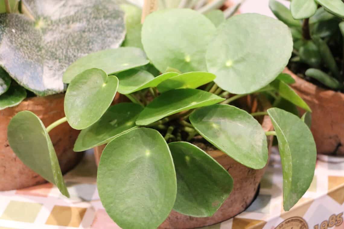 Ufopflanze (Pilea peperomioides)