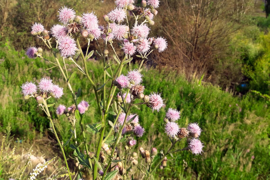 Veitchs-Kugeldistel (Echinops ritro)