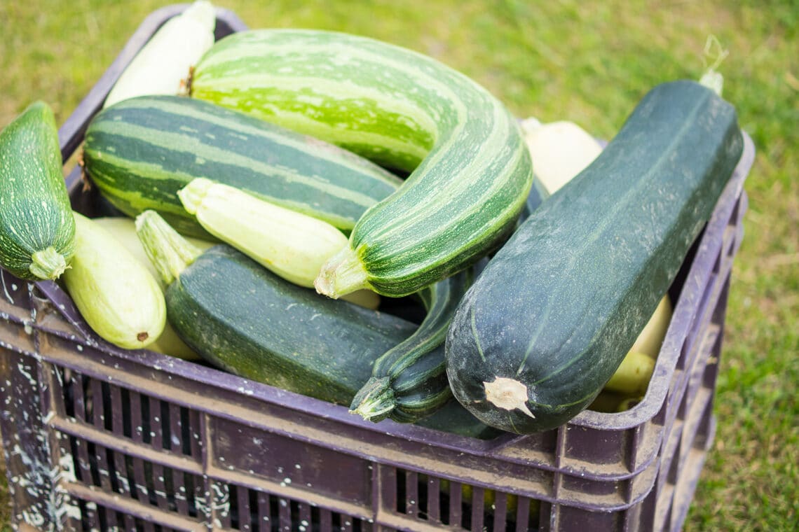 verschiedene geerntete Zucchinisorten